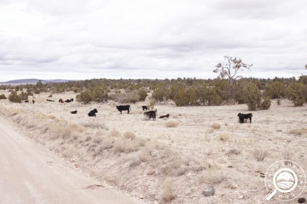 AZ-YAV-82433-Build on this Beautiful 40-Acre Property in Yavapai, AZ! Only $511/Month, Owner Financing!