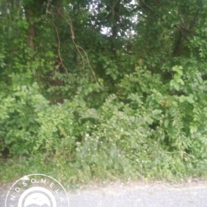IN-GRE-TS0121-0.28 acre lot in Jasonville, IN - Wooded and few neighbors