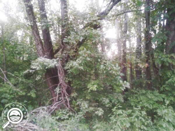 IN-GRE-TS0122-0.35 acre wooded city lot in Jasonville, IN - All utilities available!