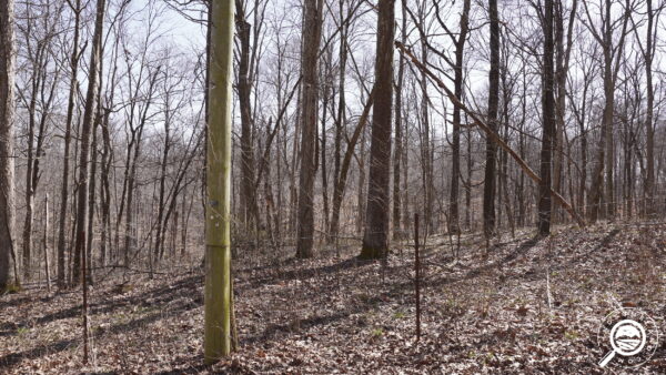 IN-LAW-TS0171-1.37 Wooded land in Lawrence county, IN