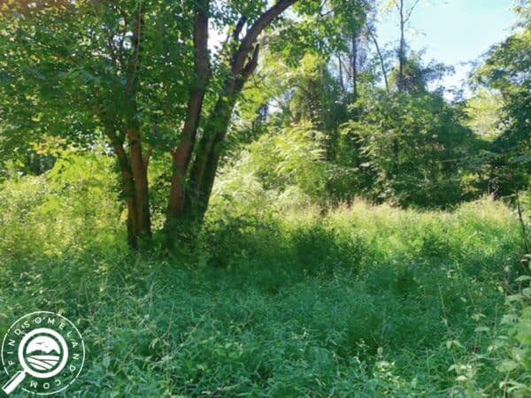 IN-WAR-TS0267-1.01 Acres of Forest in Yankeetown for Sale by Owner with Easy Financing!