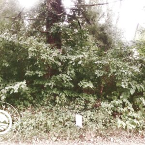 IN-LAW-TS0101-1 Acre Wooded Lot in Downtown Bedford, Indiana!